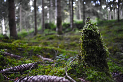 Close-up of moss on tree trunk