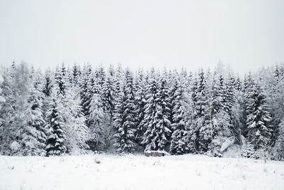 Plant growing on tree stump