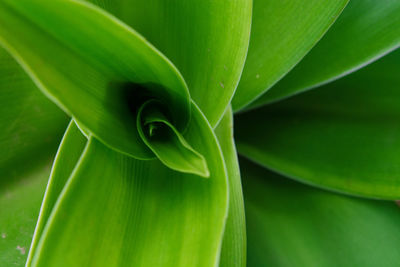 Full frame shot of succulent plant