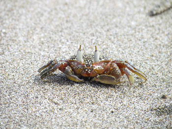 Close-up of crab on sand