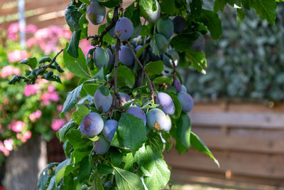 Close-up of berries growing on tree