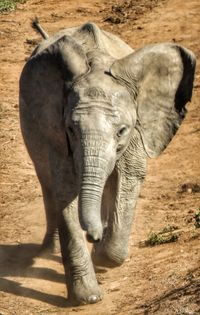 Elephant walking in a sunlight