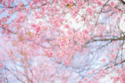 Low angle view of pink cherry blossom tree