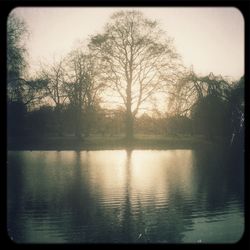 Reflection of trees in lake