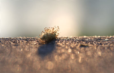 Close-up of food on table