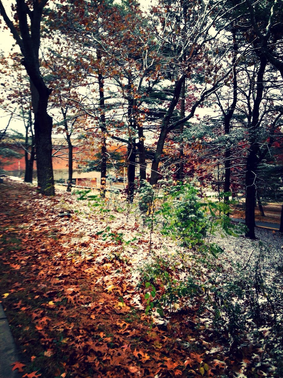 tree, autumn, change, season, leaf, growth, nature, fallen, tranquility, tree trunk, branch, beauty in nature, park - man made space, tranquil scene, falling, footpath, scenics, orange color, outdoors, day