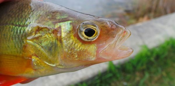 Close-up of animal eye