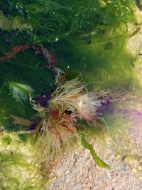 Close-up of caterpillar in water