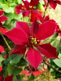 Close-up of red flowering plant