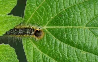 Close-up of caterpillar on plant