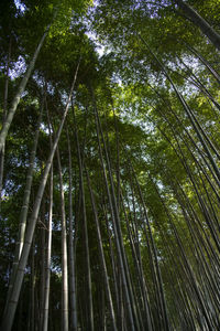 Low angle view of bamboo trees in forest