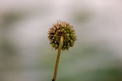 Close-up of wilted plant