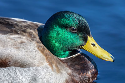 Close-up of a duck