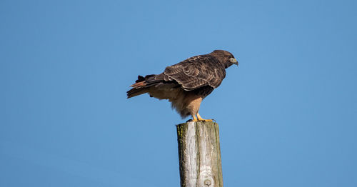 Low angle view of hawk perching on wooden post