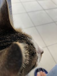 Close-up of a cat