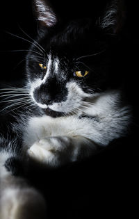 Close-up of cat sitting against black background