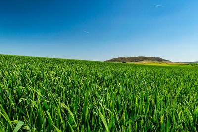 Scenic view of agricultural field against blue sky