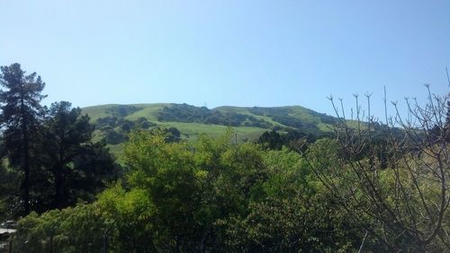 Low angle view of trees against clear blue sky