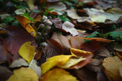 Close-up of dry leaves on ground