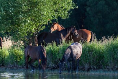 Horses standing by plants against trees