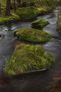 Scenic view of river amidst trees