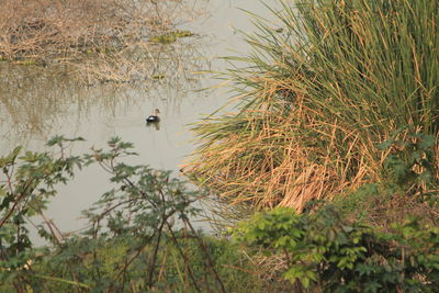 Bird swimming in lake