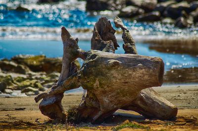 Close-up of driftwood on beach