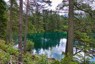 Scenic view of lake in forest