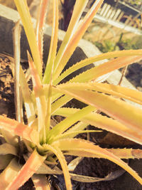 Close-up of succulent plant