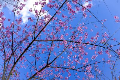 Low angle view of cherry blossoms against blue sky