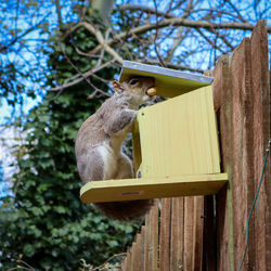 Low angle view of squirrel on tree