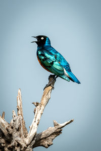 Superb starling sings on branch in profile