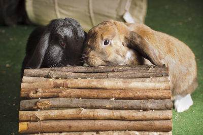 Close-up of rabbits by wood at home