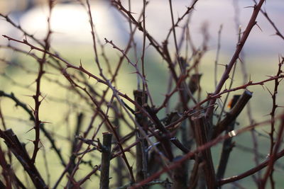 Close-up of bare tree branches