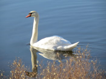 Swan swimming in lake