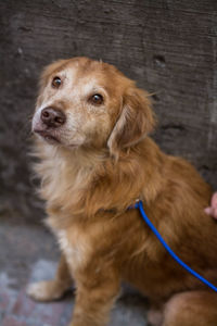 Close-up portrait of dog