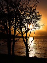 Silhouette tree against sea during sunset