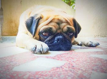 Close-up portrait of a dog