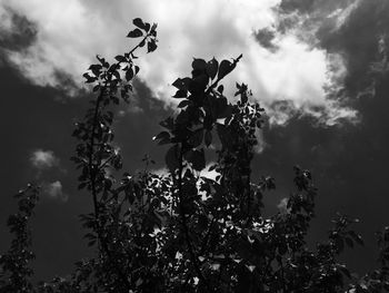 Low angle view of tree against sky