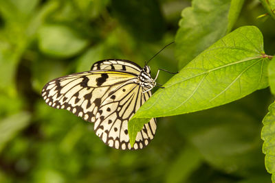 Close-up of butterfly on leaf