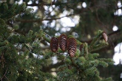 Close-up of pine cone on tree in forest