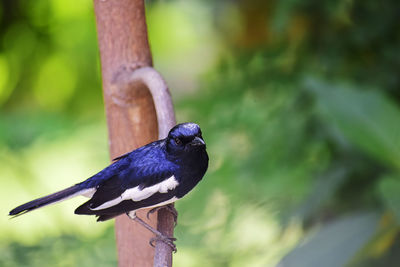 Close-up of blue white indian magpie robin bird perching on branch of tree. 