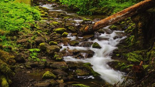 Stream flowing through rocks in forest