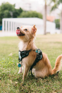 Dog running on field