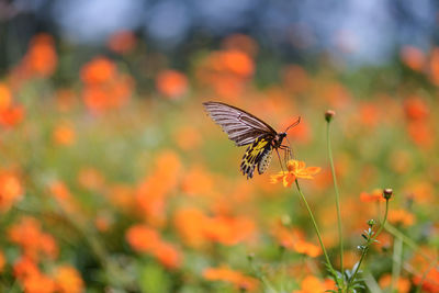 Close-up of butterfly pollinating on flower