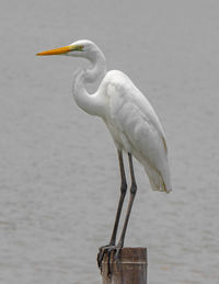 Bird perching on a sea