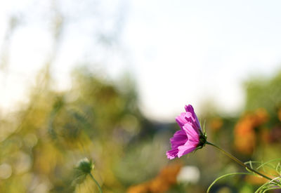 Close-up of fresh flowers against blurred background