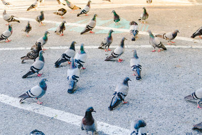 High angle view of pigeons perching on road