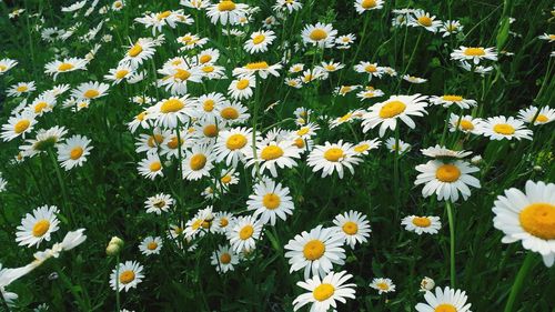 High angle view of daisies on field