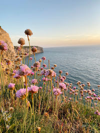 Scenic view of sea against sky during sunset flower pink grassy cliff ocean sea view sunset sun 